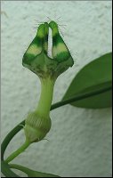 Ceropegia nilotica 1